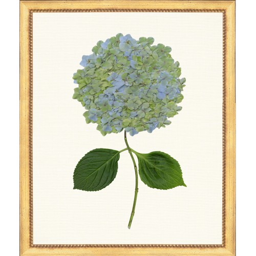 TLC- HYDRANGEA 23  20 X 24